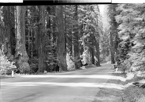 Along the Redwood Highway Calif