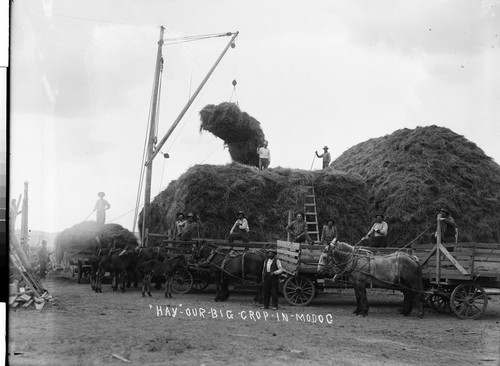 "Hay"-Our-Big-Crop-In-Modoc