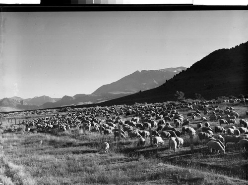 Sheep in Calif