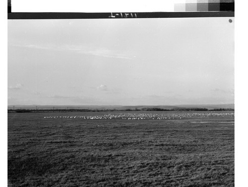 Geese at Burns, Ore