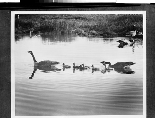 Papa and Mama Goose and their babies