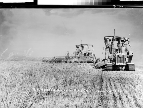 Harvesting Grain near Tule Lake, Calif