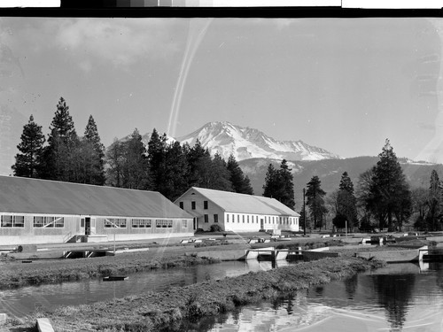 State Fish Hatchery, Mt. Shasta, Calif