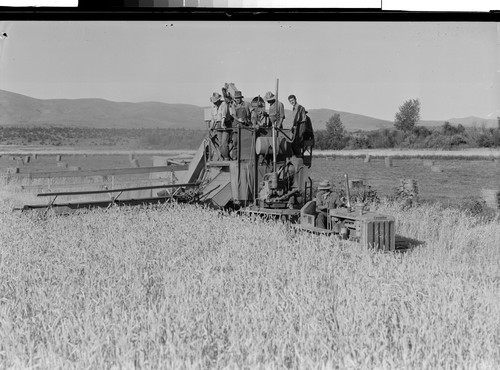 Sam Brown's Wheat