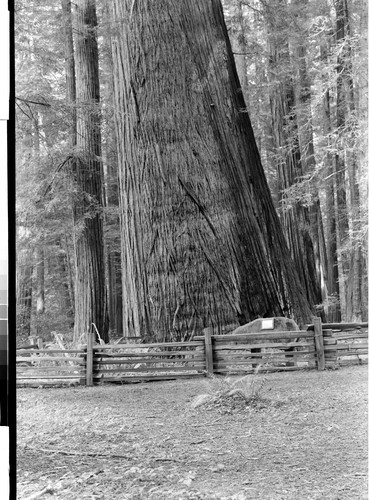 The Flatiron Tree of the Redwoods, Calif