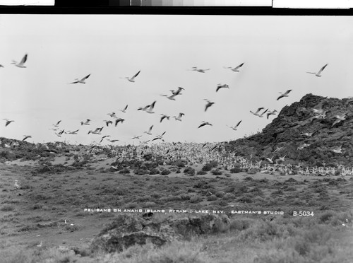 Pelicans on Anaho Island, Pyramid Lake, Nev