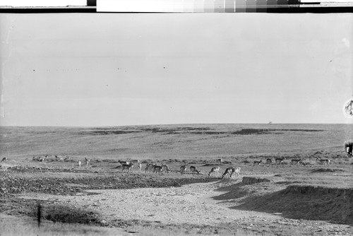 Antelope on Hart Mountain