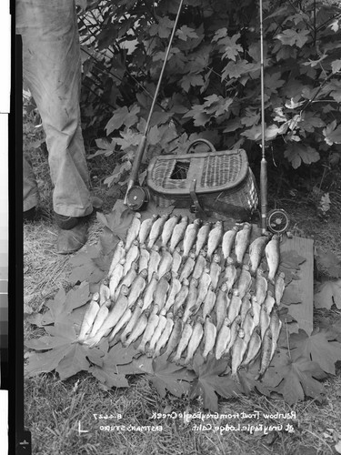 Rainbow Trout from Gray Eagle Creek at Gray Eagle Lodge, Calif
