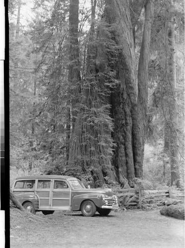 The Corkscrew Tree of the Redwoods, Calif