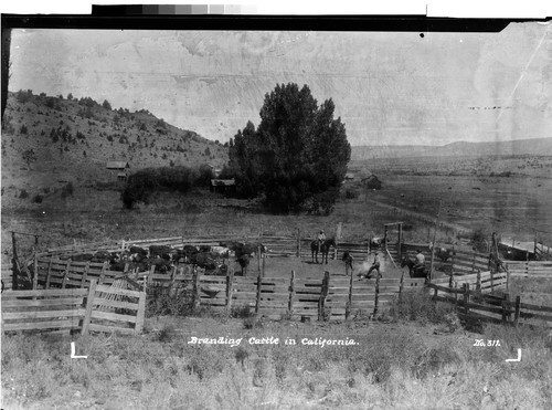 Branding Cattle in California