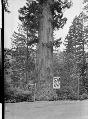 Along the Redwood Highway, Calif