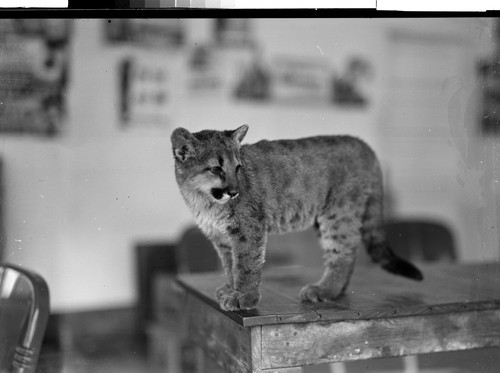 Mountain Lion, Buffalo Ranch near Redding, Calif