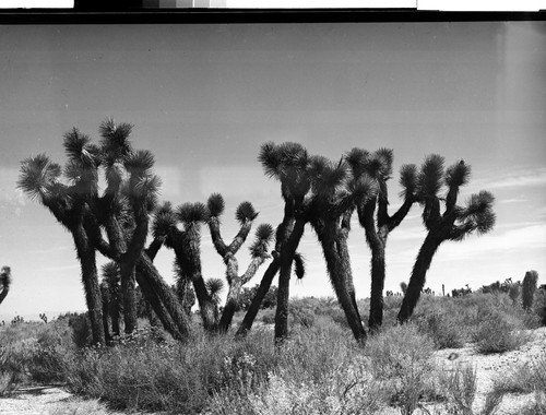 Joshua trees on Mohave Desert