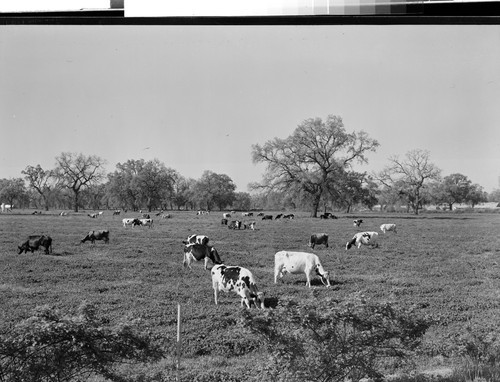 Dairy Cattle on Hannah Ranch, Tehama County