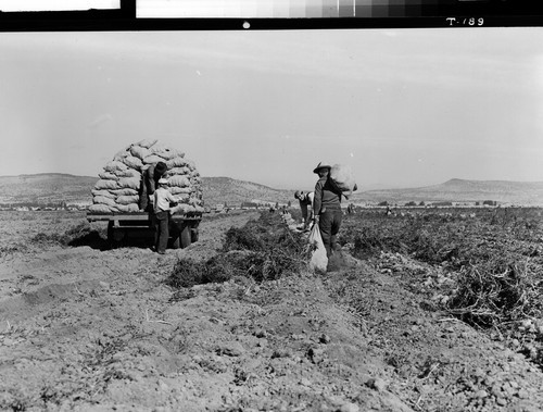 Potatoes near Tule Lake, Calif