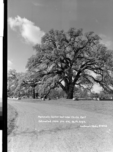Mammoth Hooker Oak near Chico, Calif. Estimated 1000 yrs. old, 96 ft. high
