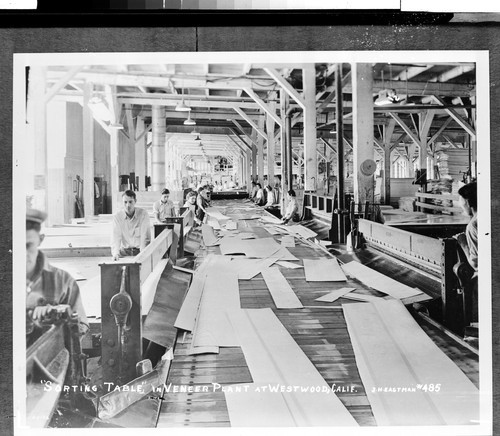 "Sorting Table" in Veneer Plant at Westwood, Calif