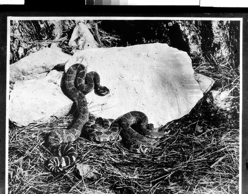 Den of Rattle Snakes Siskiyou Co, Cal