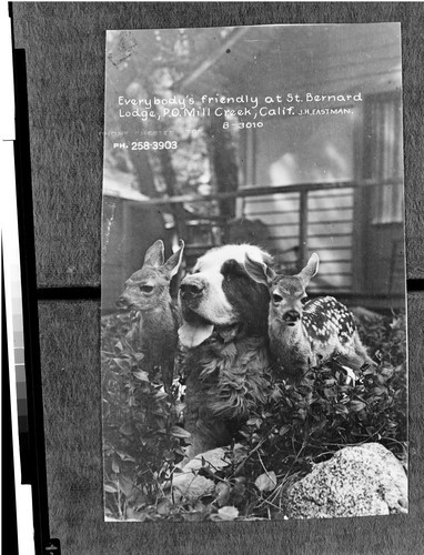 Everybody's friendly at St. Bernard Lodge, P.O. Mill Creek, Calif