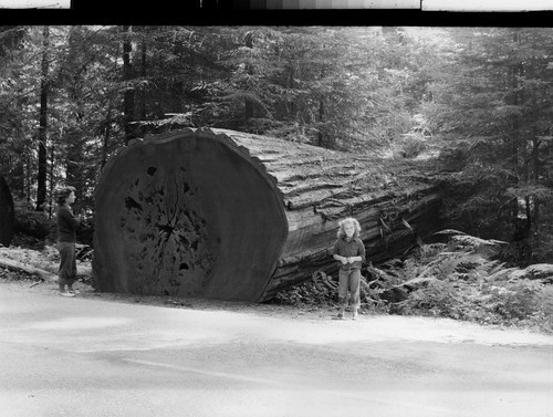 A Fallen Giant on the Redwood Highway, Calif