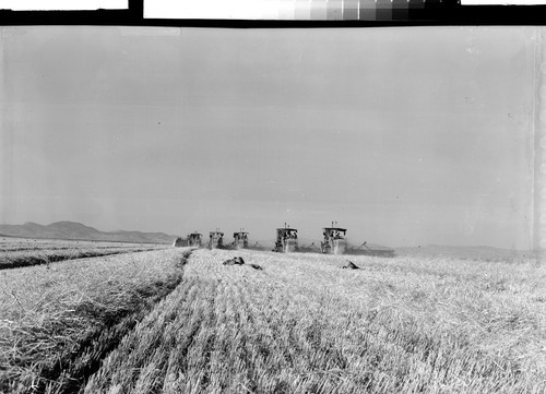 Harvesting Grain near Tule Lake, Calif