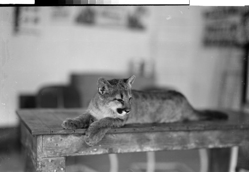 Mountain Lion, Buffalo Ranch, near Redding, Calif