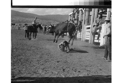 Rodeo Action Shots