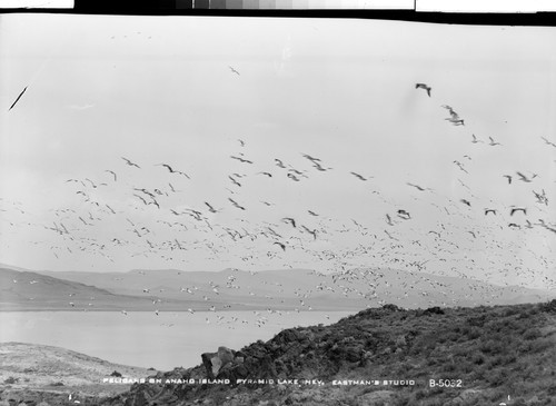 Pelicans on Anaho Island, Pyramid Lake, Nev