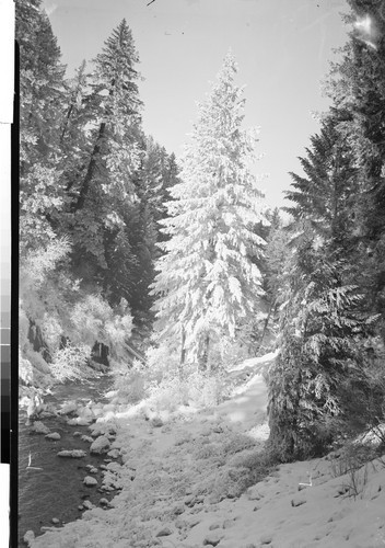 Ice Formed on Tree by the Winter Sprays of Burney Falls, Calif