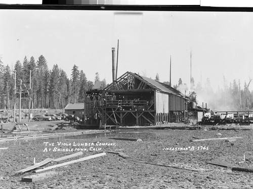 The Viola Lumber Company, At Shingletown, Calif