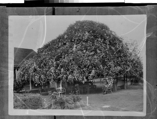 Rose Bush about 75 Yrs. Old, Winters, Calif