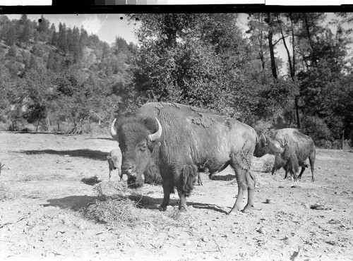 At the Buffalo Ranch near Redding, Calif