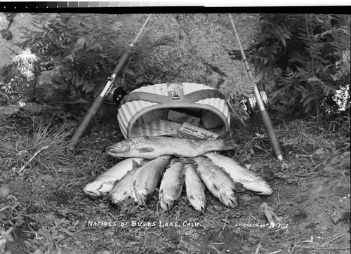 Natives of Bucks Lake, Calif