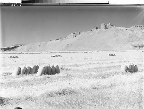 Tule Lake, Calif