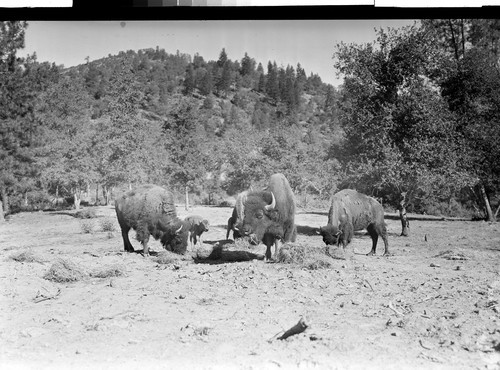 At the Buffalo Ranch near Redding, Calif