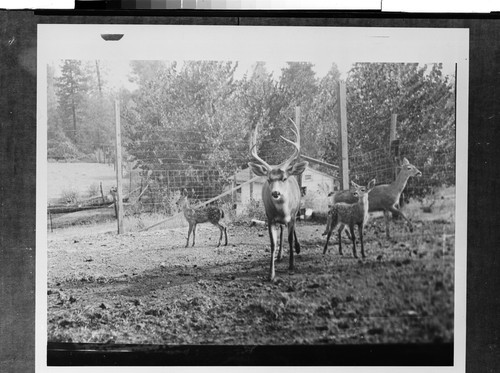 The Buffalo Ranch Near Redding, Calif