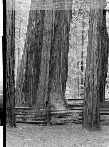 The Giant Tree of the Redwoods, Calif