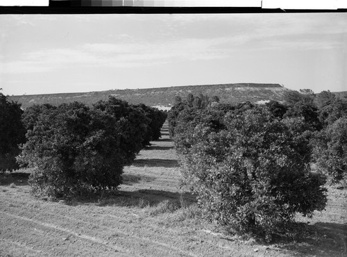 Table Mountain and Orange Grove near Oroville, Calif