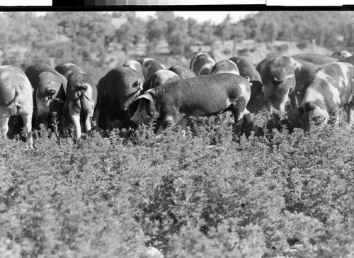 Tehama County