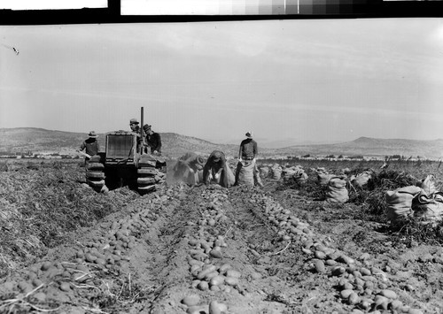 Picking spuds at Tule Lake, Calif