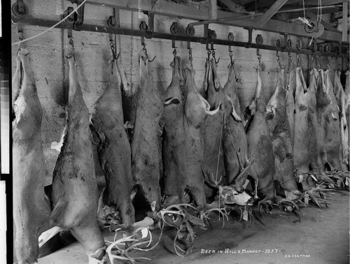 Deer in Hill's Market - 1937