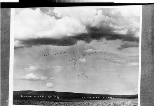 Geese on the wing