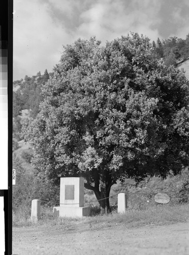 Mother Orange Tree near Oroville, Calif