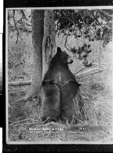 "Mother Bear & Cubs" at Lunch Time