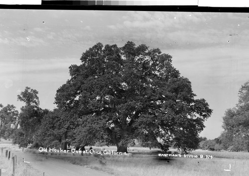 Old Hooker Oak at Chico, California