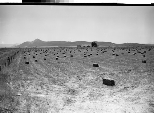 Alfalfa near Tulelake