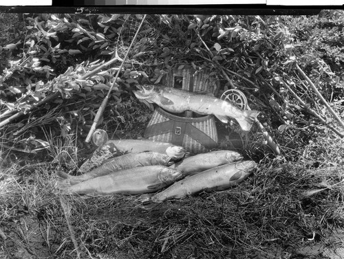 The Way We Catch Them at Lake Almanor