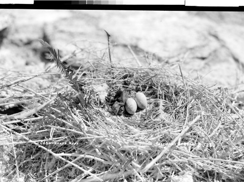 Cormorants Nest