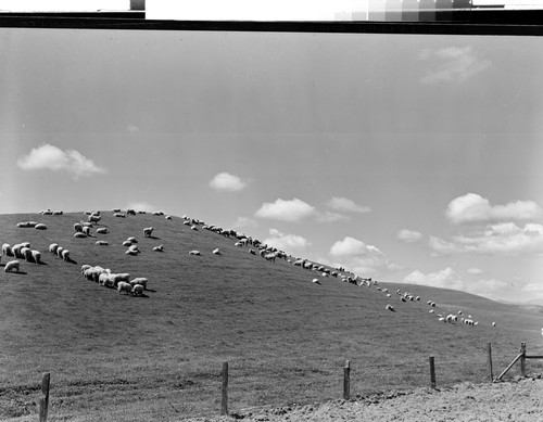 Sheep in Tehama County