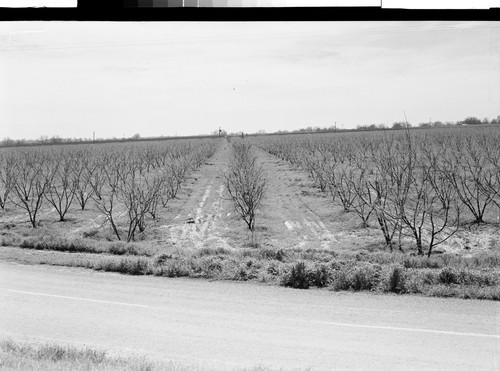 Peach Orchard, Yuba City, Calif